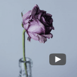 Qué es el amor – Alberto Fernández