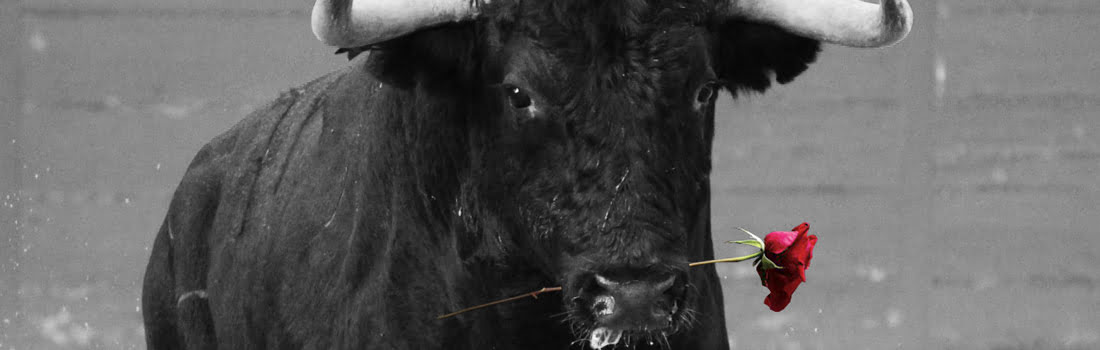 sebastian-digironimo-toro-1100x350